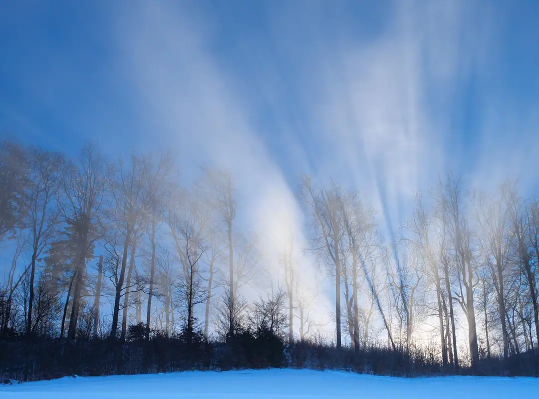 Lichtstrahlen scheinen durch den Wald